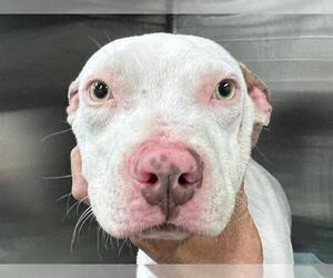 American Pit Bull Terrier-Labrador Retriever Mix Dogs for adoption in Tavares, FL, USA