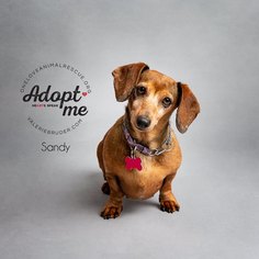 Dachshund Dogs for adoption in Mt Laurel, NJ, USA