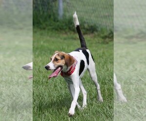 Beagle-Unknown Mix Dogs for adoption in Tampa, FL, USA