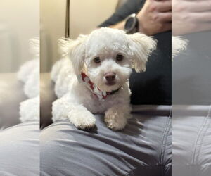 Maltipoo Dogs for adoption in Phoenix, AZ, USA