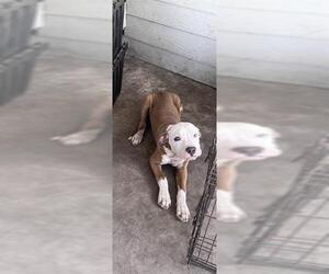 American Staffordshire Terrier-Unknown Mix Dogs for adoption in San Antonio, TX, USA