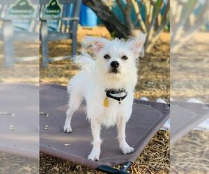 Mutt Dogs for adoption in Seal Beach, CA, USA