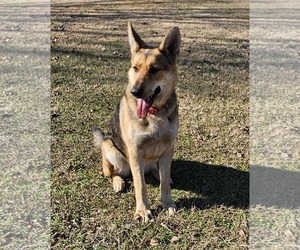 German Shepherd Dog Dogs for adoption in Montgomery, AL, USA