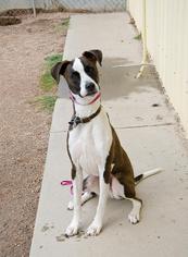 Boxador Dogs for adoption in Littleton, CO, USA