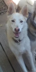 Chiranian Dogs for adoption in Rancho Cucamonga, CA, USA