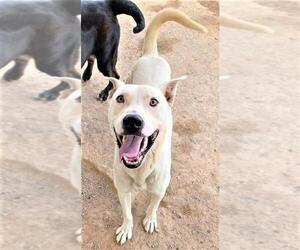 Bullboxer Pit Dogs for adoption in San Tan Valley, AZ, USA