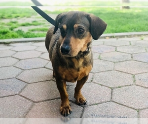 Dachshund Dogs for adoption in Hampton Bays, NY, USA