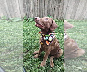 Chesapeake Bay Retriever Dogs for adoption in Minneapolis, MN, USA