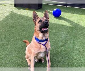 German Shepherd Dog-Unknown Mix Dogs for adoption in Orange, CA, USA