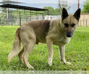 German Shepherd Dog Dogs for adoption in Lufkin, TX, USA
