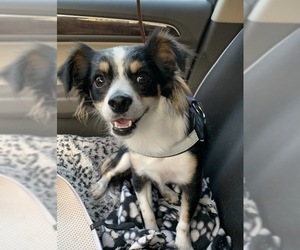 Cheeks Dogs for adoption in Sarasota, FL, USA