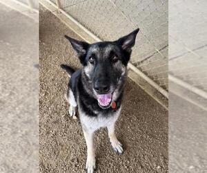 German Shepherd Dog-Unknown Mix Dogs for adoption in Plano, TX, USA