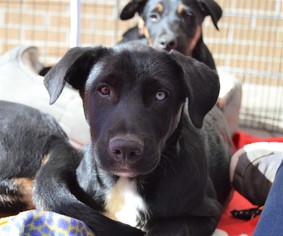 Shepradors Dogs for adoption in Waleska, GA, USA