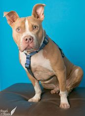Mastador Dogs for adoption in Roanoke, VA, USA
