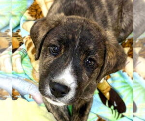 Mutt Dogs for adoption in Laramie, WY, USA