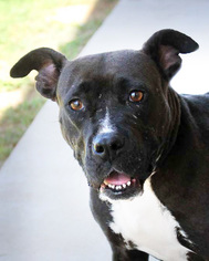Bull-Boxer Dogs for adoption in San Antonio, TX, USA