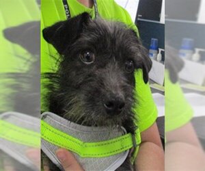 Cairn Terrier Dogs for adoption in Temple, TX, USA