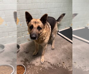 German Shepherd Dog Dogs for adoption in Stockton, CA, USA