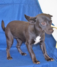 Chihuahua-Unknown Mix Dogs for adoption in Harpswell, ME, USA