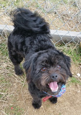 Shih Apso Dogs for adoption in Tehachapi, CA, USA