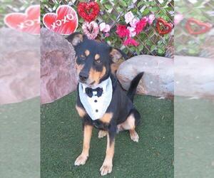 German Shepherd Dog-Unknown Mix Dogs for adoption in Oklahoma City, OK, USA