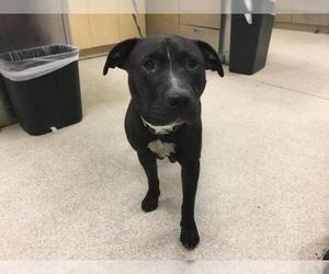 American Pit Bull Terrier Dogs for adoption in Riverside, CA, USA