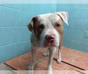 American Pit Bull Terrier Dogs for adoption in Downey, CA, USA
