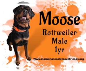 Rottweiler Dogs for adoption in Anchorage, AK, USA