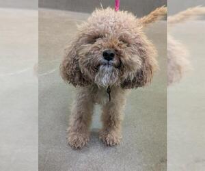 Poodle (Miniature)-Unknown Mix Dogs for adoption in Forestville, MD, USA