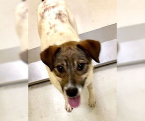 Mutt Dogs for adoption in Pampa, TX, USA
