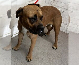 Boxer-Unknown Mix Dogs for adoption in San Bernardino, CA, USA