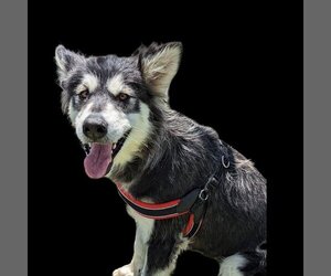 Alaskan Malamute Dogs for adoption in Vail, AZ, USA