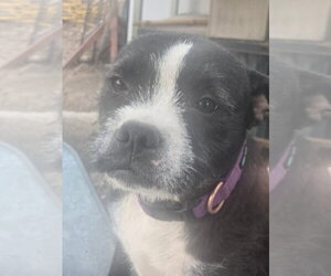Boston Terrier-Unknown Mix Dogs for adoption in Salt Lake City, UT, USA