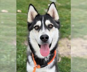 - Mix Dogs for adoption in Woodland, CA, USA