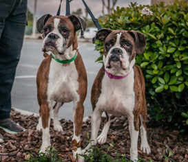 Medium Photo #1 Boxer Puppy For Sale in Oceanside, CA, USA
