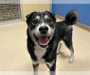 - Mix Dogs for adoption in Palmer, AK, USA