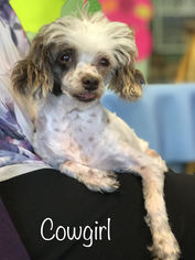 Poodle (Toy) Dogs for adoption in Sonora, CA, USA