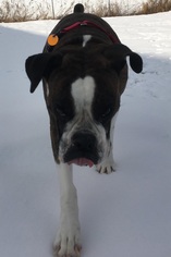 Boxer Dogs for adoption in Orleans, VT, USA