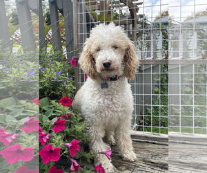 Poodle (Miniature) Dogs for adoption in St. Louis Park, MN, USA
