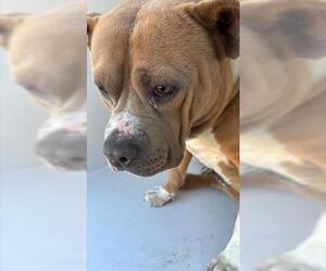 American Bulldog Dogs for adoption in Houston, TX, USA