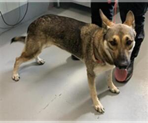 German Shepherd Dog Dogs for adoption in Corpus Christi, TX, USA