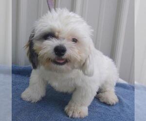 Shih-Poo Dogs for adoption in Mountain View, MO, USA