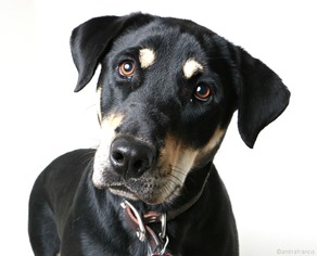 Labrottie Dogs for adoption in Eden Prairie, MN, USA