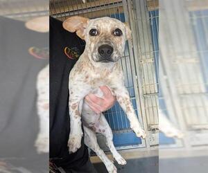 Mutt Dogs for adoption in Camarillo, CA, USA