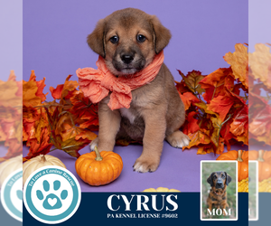 Golden Retriever-Unknown Mix Dogs for adoption in Kimberton, PA, USA