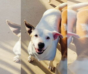 Mutt Dogs for adoption in Talladega, AL, USA