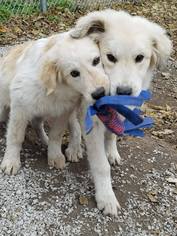 Golden Pyrenees Dogs for adoption in Richmond, MO, USA