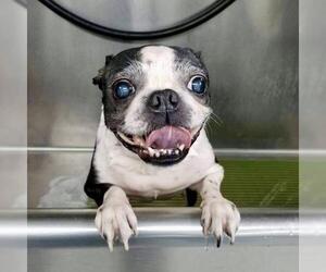 Boston Terrier Dogs for adoption in Caldwell, NJ, USA