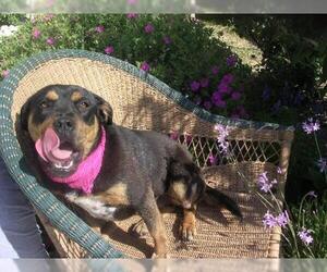 Medium Photo #1 Rottweiler-Unknown Mix Puppy For Sale in Sherman Oaks, CA, USA