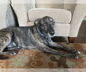 Labrador Retriever-Unknown Mix Dogs for adoption in Princeton, MN, USA